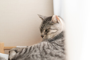 Naklejka premium くつろぐ猫 サバトラ猫