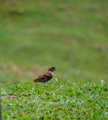 tree sparrow bird on green grass