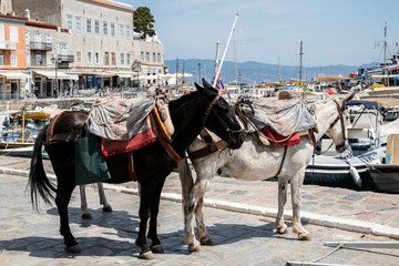 A pack mule in small Mediterranean town street in suny summer day