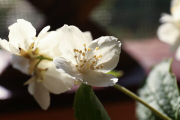 Obraz premium Branch of jasmine plant with beautiful white flowers, closeup