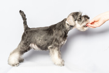 A schnauzer puppy standing up eats a treat from the hands of a handler. Portrait of a puppy in...
