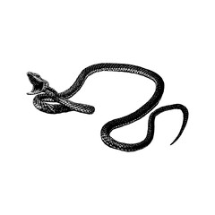 Parrot Snake hand drawing vector illustration isolated on background