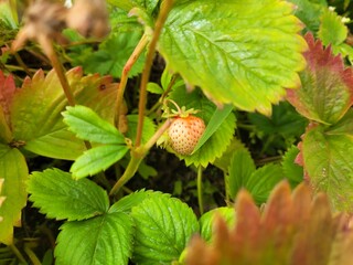 Wild strawberry in the forest. Healthy fruit. Vitamins