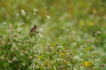 ソバに止まったノビタキ
