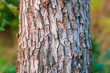 Tree trunk bark
