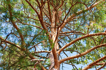 Dense branches of a coniferous tree