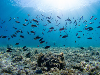 Mediterranean fish in clear waters of Greece. Chromis chromis in Peloponnese coast. Sunlight through the water.