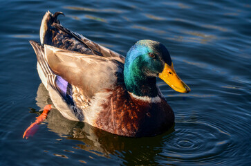 Mallard duck on water in the sun close up
