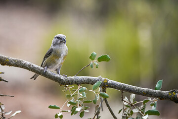 Loxia curvirostra or common crossbill, is a species of small passerine bird of the finch family.