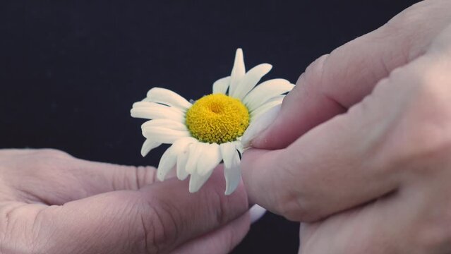 close-up of chamomile petals tears off female fingers fortune telling for happiness and love outside on a summer day.superstition and divination concept.
