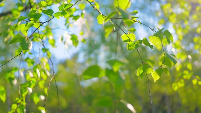 Green nature tree sun sky branch forest flower plant leaves leaf park forest