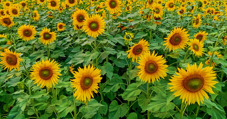 Fototapeta na wymiar Sunflower flower on agriculture field. Sunflower cultivation at sunrise on an agriculture field.