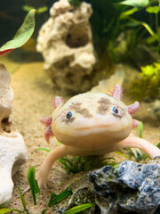 Ambystoma Mexicanum
Ambystoma Andersoni