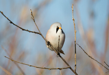 Bearded reedling sits on a branch on an autumn sunny day