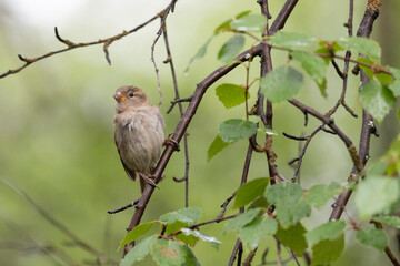 Yong  sparrow sits on a tree branch on summer day