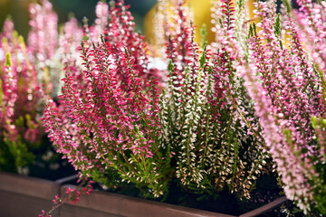 Blooming pik and white heather or Calluna vulgaris plant outdoors in autumn