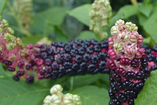 Close Up Ripening And Black Berries Of Indian Pokeweed (Phytolacca Acinosa), Family Phytolaccaceae.