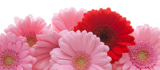 Pink Gerbera flowers isolated on white background.
