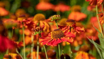 Helenium. Beautiful autumn orange flowers.