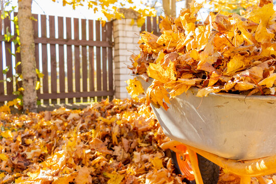Removal of autumn leaves in the backyard. wheelbarrow and rake among autumn leaves.