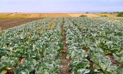 Fototapeta na wymiar Cabbage Harvest in the field. Agricultural industry.
