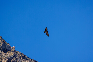 Fototapeta na wymiar young bearded vulture (Gypaetus barbatus) against blue sky in Berner Oberland