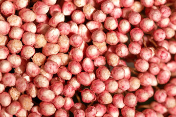 Many small pink flowers in macro. Soft focus. Beautiful background or backdrop for invitation cards. Wedding, romance and St. Valentines Day. Festive backplate with fresh blooming plants