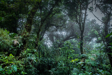 Raining Forest in Costa Rica