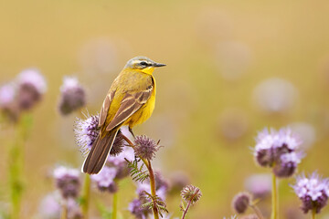 Western Yellow Wagtail bird sitting on a plant (Motacilla flava)