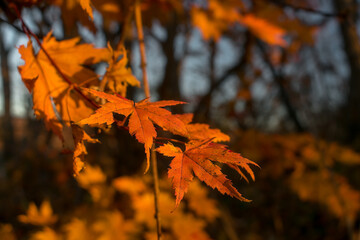 Naklejka na ściany i meble Autumn maple leaves of orange color on a tree branch