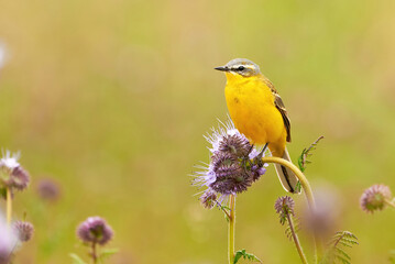 Western Yellow Wagtail bird sitting on a plant (Motacilla flava)