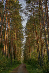 forest in the morning