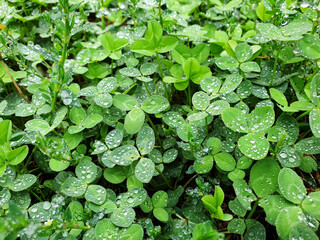 green leaves of clover with drops of water in rainy weather