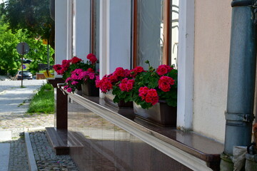 A view of a set of flowers growing in the pots standing on windowsills in the middle of a small Polish town next to a walkway and some public park seen on a warm summer day in Poland