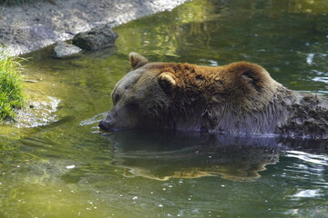 Naklejka na ściany i meble The brown bear (Ursus arctos) is a large bear species found across Eurasia and North America. Ursidae family.