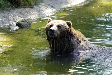 The brown bear (Ursus arctos) is a large bear species found across Eurasia and North America. Ursidae family.
