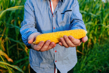 A yellow ripe cob of corn with large grains lies in the hands of a field worker. Unrecognizable...