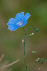 Blue meadow flax close up fine art