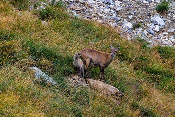 alpine ibex with fawn near Lämmerenhütte SAC in Valais