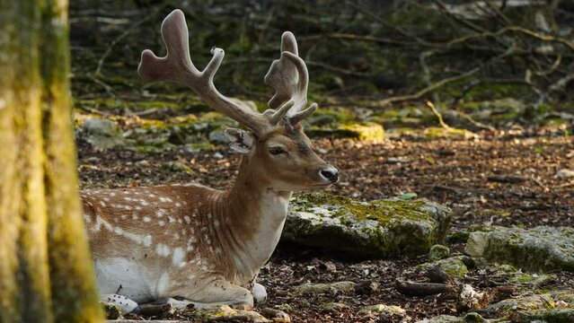 Male fallow deer, buck with antlers in natural environment. Deer Dama dama. Vision Park in Auberive region, France. Slow motion