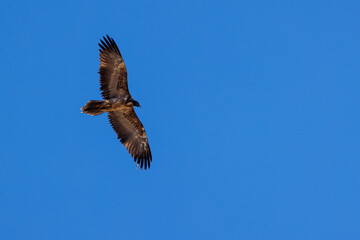 Obraz premium young bearded vulture (Gypaetus barbatus) against blue sky in Berner Oberland