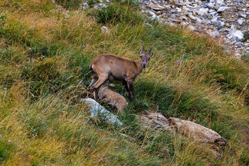 alpine ibex with fawn near Lämmerenhütte SAC in Valais