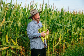 Side view proudly standing elder farmer holding corn crop, turns head, Senior man is happy with a...