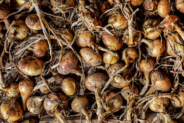 onion harvest on the wooden background
