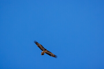 young bearded vulture (Gypaetus barbatus) against blue sky in Berner Oberland