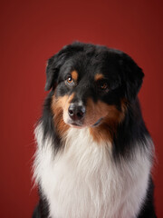 dog on a red background. breed Australian Shepherd. Pet studio portrait