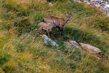 alpine ibex with fawn near Lämmerenhütte SAC in Valais