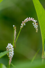 草原のヤナギダテと昆虫