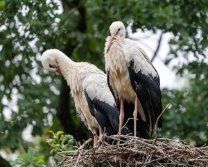 white stork in the nest