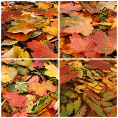 Colorful background of fallen autumn foliage. Seasonal background of colorful leaves. Collage collection.